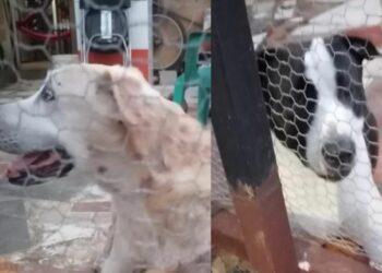 Nuevo caso de maltrato animal en Playa del Carmen; sujeto arroja agua fría como castigo a sus perros