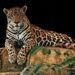Van cuatro jaguares atropellados y un puma en la carretera que va de Cancún a Tulum