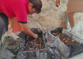 Impulsan huertos orgánicos de autoconsumo y comercialización