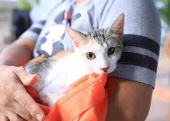 Gobierno busca reducir fauna callejera con esterilizaciones