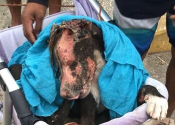Activistas exigen castigo para las personas que quemaron a un perrito en Playa del Carmen