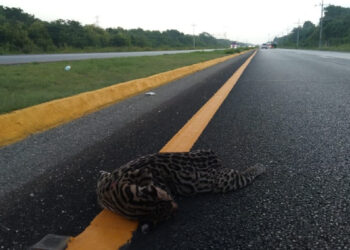Atropellan a ocelote en el tramo carretero Playa del Carmen-Tulum
