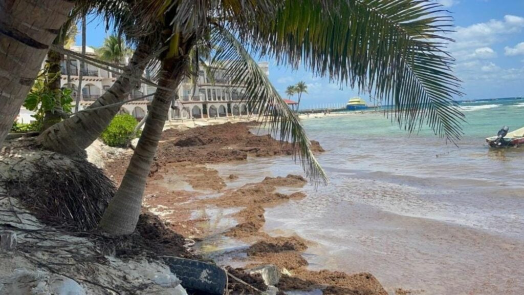 Playa del Carmen tendrá su costa pet friendly; El Recodo pasará a ser “Recodog”