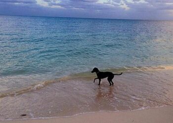 Hoteleros están a favor de las playas pet friendly, pero piden que haya un reglamento