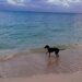 Hoteleros están a favor de las playas pet friendly, pero piden que haya un reglamento