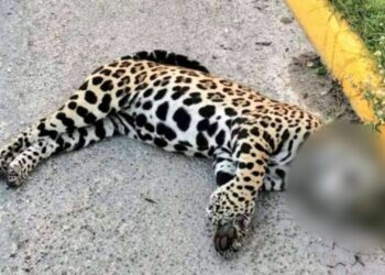Ineficiencias de la SICT causaron que jaguar fuera atropellado en Playa del Carmen: Gabriel Mendicuti
