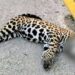 Ineficiencias de la SICT causaron que jaguar fuera atropellado en Playa del Carmen: Gabriel Mendicuti