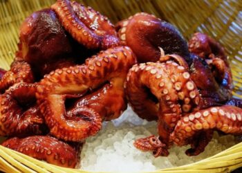 Pescadores de Playa del Carmen no cuentan con permisos para captura masiva de pulpo