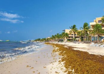Hoteleros encabezan lucha para mitigar grave problema del sargazo en el Caribe Mexicano