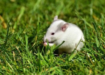 ¡Adopta una ratita! Abandonan en Playa del Carmen a ratas blancas de laboratorio y ahora buscan hogar