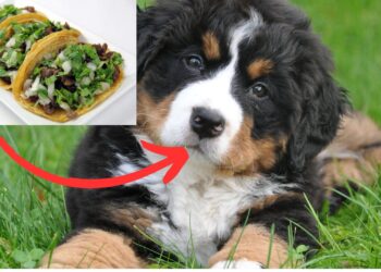 ¿Tacos de lomito? Encuentran dos cabezas de perro y una de borrego en basura de puestos de barbacoa en Playa del Carmen