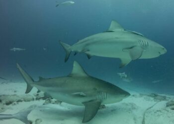 A punto de iniciar, temporada de tiburón toro en Playa del Carmen; es inofensivo pero recomiendan no acercarse