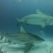 A punto de iniciar, temporada de tiburón toro en Playa del Carmen; es inofensivo pero recomiendan no acercarse