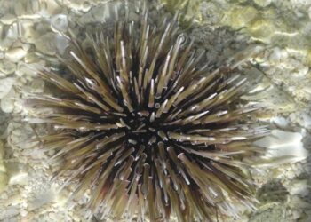 Guardavidas de Playa del Carmen recomiendan tener cuidado con especies como medusas o erizos