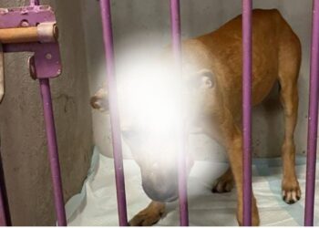 Nuevo caso de maltrato animal en Playa del Carmen; un perrito fue quemado con aceite