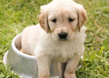 Rescatan a dos perritos maltratados en Fraccionamiento Pescadores de Playa del Carmen