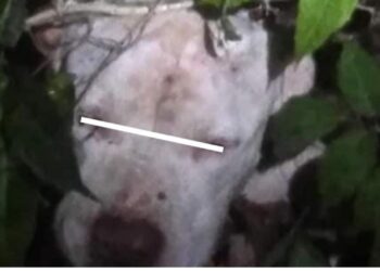 Se hará justicia; confirman autoridades denuncia contra sujeto que macheteó a perrito en Playa del Carmen