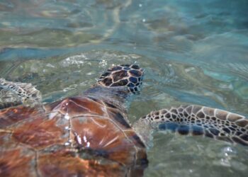Continúa el arribo de tortugas en Playa del Carmen pese a que la temporada ya concluyó