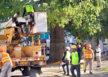Dan mantenimiento a la ceiba de la avenida 30 de Playa del Carmen tras 10 años de no hacerlo