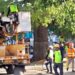 Dan mantenimiento a la ceiba de la avenida 30 de Playa del Carmen tras 10 años de no hacerlo