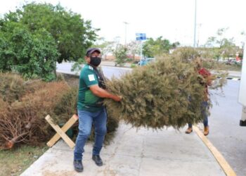 Invitan a participar en la campaña “Triturado de Árboles Navideños”