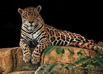 Necesarios, pasos de fauna para proteger a los jaguares, alertan activistas