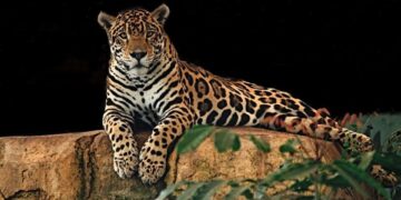 Necesarios, pasos de fauna para proteger a los jaguares, alertan activistas