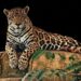 Necesarios, pasos de fauna para proteger a los jaguares, alertan activistas