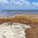 Pronostican que arribo de sargazo a costas de Playa del Carmen en 2024 sería similar al del 2023