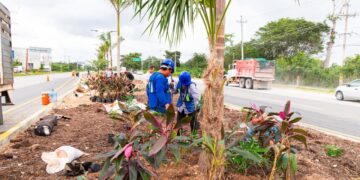 Restauran vegetación en camellones de la carretera federal