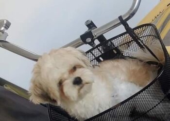 Ofrecen recompensa por Arthur, un perrito robado en Playa del Carmen