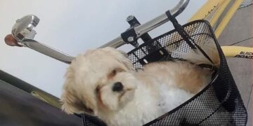 Ofrecen recompensa por Arthur, un perrito robado en Playa del Carmen