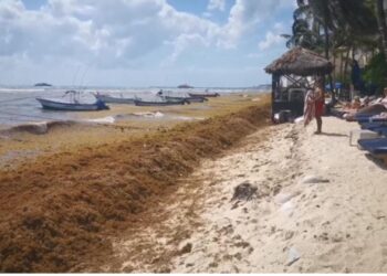 Recale de sargazo comenzará a mediados de febrero en Playa del Carmen; autoridades están listas