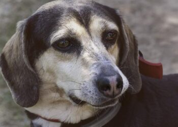 Alertan de perritos drogados en Playa del Carmen