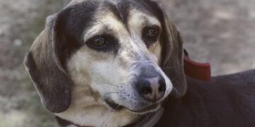Alertan de perritos drogados en Playa del Carmen