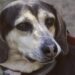 Alertan de perritos drogados en Playa del Carmen