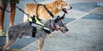 Anuncian semana nacional antirrábica en Solidaridad