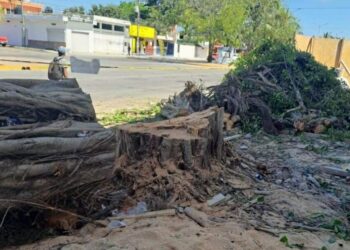 Sancionarán a persona que taló árboles emblemáticos y de gran tamaño en Playa del Carmen