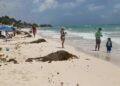 Comienza la temporada de arribo de sargazo en Playa del Carmen; autoridades limpian las costas