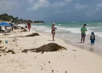 Comienza la temporada de arribo de sargazo en Playa del Carmen; autoridades limpian las costas