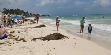 Comienza la temporada de arribo de sargazo en Playa del Carmen; autoridades limpian las costas