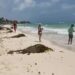 Comienza la temporada de arribo de sargazo en Playa del Carmen; autoridades limpian las costas