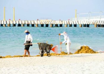 Conoce el semáforo de sargazo para este fin de semana