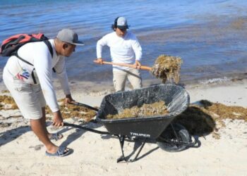 Conoce y consulta el semáforo de sargazo en Playa del Carmen