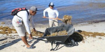 Conoce y consulta el semáforo de sargazo en Playa del Carmen