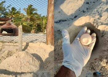 Da inicio la temporada de anidación de tortugas