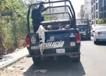 Detienen a cuatro sujetos en Playa del Carmen; perrito de uno de ellos no dejaba ir a la patrulla