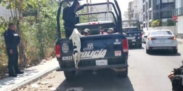 Detienen a cuatro sujetos en Playa del Carmen; perrito de uno de ellos no dejaba ir a la patrulla