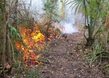 Exigen ser más responsables a ciudadanos que inician las quemas controladas en Playa del Carmen