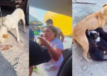 Rescatan camada de 10 perritos en una feria de Playa del Carmen